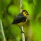 Photo of Collared Redstart