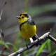Photo of Collared Redstart
