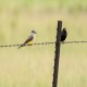 Photo of Western Kingbird