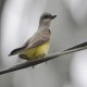 Photo of Western Kingbird