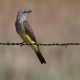 Photo of Western Kingbird