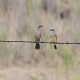 Photo of Western Kingbird