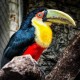 Photo of Red-breasted Toucan
