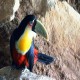Photo of Red-breasted Toucan