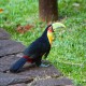 Photo of Red-breasted Toucan