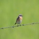 Photo of Whinchat
