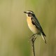Photo of Whinchat