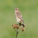 Photo of Whinchat