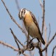 Photo of Whinchat