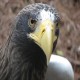 Photo of Steller's Sea Eagle