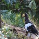 Photo of Steller's Sea Eagle