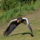 Photo of Steller's Sea Eagle