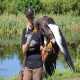 Photo of Steller's Sea Eagle