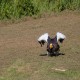 Photo of Steller's Sea Eagle