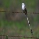 Photo of Scissor-tailed Flycatcher