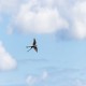 Photo of Scissor-tailed Flycatcher
