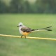 Photo of Scissor-tailed Flycatcher