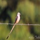 Photo of Scissor-tailed Flycatcher