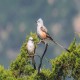 Photo of Scissor-tailed Flycatcher