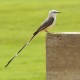 Photo of Scissor-tailed Flycatcher