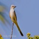 Photo of Scissor-tailed Flycatcher