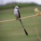 Photo of Scissor-tailed Flycatcher