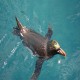Photo of Macaroni Penguin
