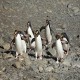 Photo of Macaroni Penguin