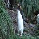 Photo of Macaroni Penguin