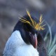 Photo of Macaroni Penguin