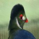 Photo of White-cheeked Turaco