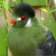 Photo of White-cheeked Turaco