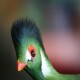 Photo of White-cheeked Turaco