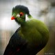 Photo of White-cheeked Turaco