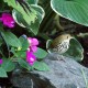 Photo of Ovenbird