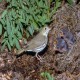 Photo of Ovenbird