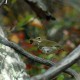 Photo of Ovenbird