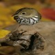 Photo of Ovenbird