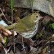 Photo of Ovenbird