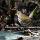 Photo of Ovenbird