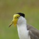 Photo of Masked Lapwing