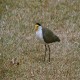 Photo of Masked Lapwing