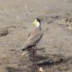 Photo of Masked Lapwing