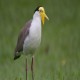 Photo of Masked Lapwing