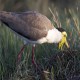 Photo of Masked Lapwing