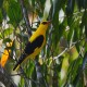 Photo of Eurasian Golden Oriole