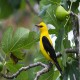 Photo of Eurasian Golden Oriole