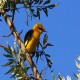 Photo of Eurasian Golden Oriole