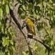 Photo of Eurasian Golden Oriole