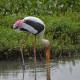 Photo of Painted Stork